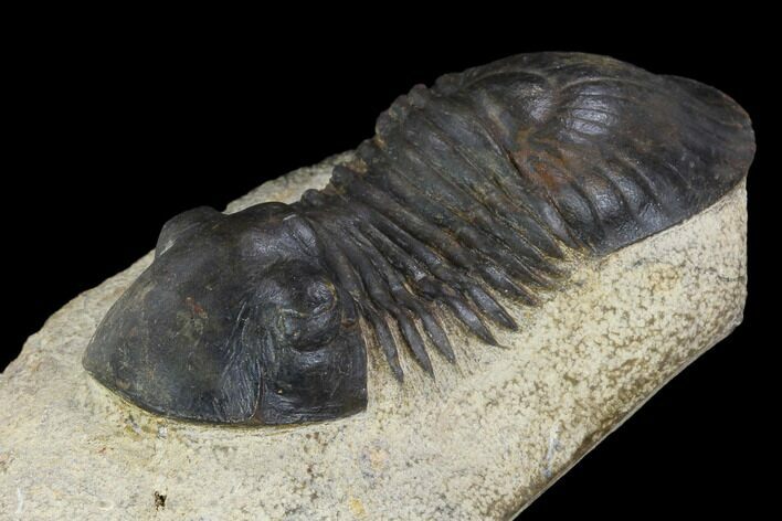 Paralejurus Trilobite Fossil - Morocco #120066